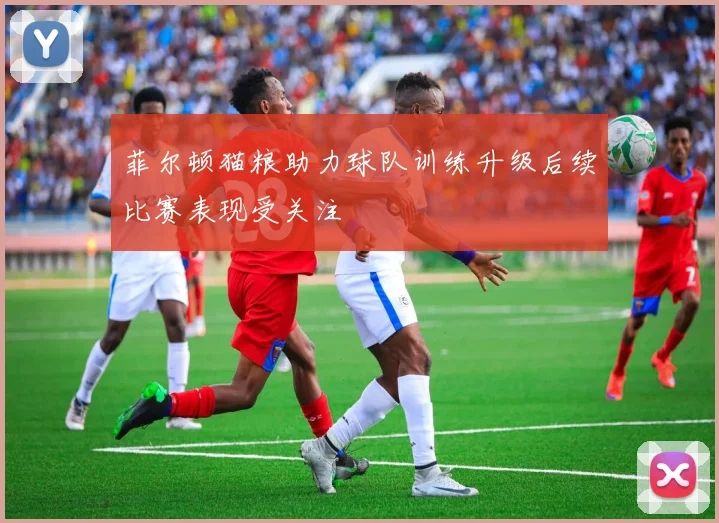 菲尔顿猫粮助力球队训练升级后续比赛表现受关注