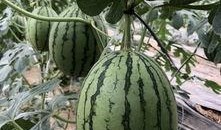 网红吃瓜旅游,揭秘网红打卡地背后的故事