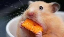 娱乐吃瓜酱本鼠,揭秘娱乐圈那些不为人知的幕后故事