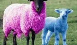 娱乐吃瓜外婆养大的羊羊视频,娱乐吃瓜界的暖心萌宠