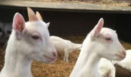 娱乐吃瓜外婆养大的羊羊视频,娱乐吃瓜界的暖心萌宠