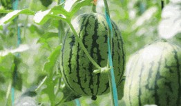 芜湖吃瓜网,揭秘本地热门事件，带你领略芜湖风土人情