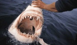 网红博主吃瓜鲨鱼图片,惊险瞬间引网友热议！