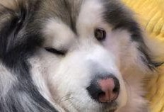 娱乐吃瓜酱柯基,柯基萌宠“娱乐吃瓜酱”的趣味生活大盘点