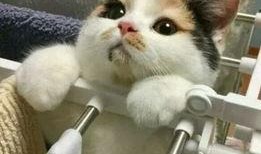 三花猫的两个老公娱乐吃瓜酱,两个老公的娱乐吃瓜日常