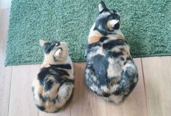 三花猫的两个老公娱乐吃瓜酱,两个老公的娱乐吃瓜日常