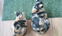 三花猫的两个老公娱乐吃瓜酱,两个老公的娱乐吃瓜日常