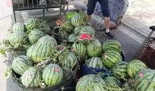 关于武都网红吃瓜事件