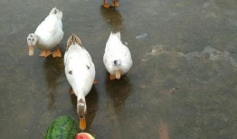 娱乐吃瓜鸭图片,揭秘娱乐圈那些不为人知的幕后故事