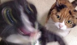 三花猫的两个老公娱乐吃瓜酱,两个老公的娱乐吃瓜日常