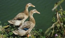 娱乐吃瓜鸭图片,揭秘娱乐圈那些不为人知的幕后故事