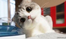 网红小猫吃瓜图片,萌态百出引网友热议