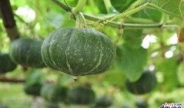 广州跳舞网红吃瓜,揭秘网络热点的背后真相