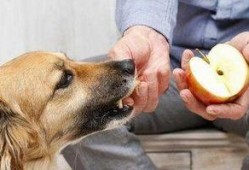 娱乐吃瓜菌狗狗视频大全,趣味视频大全集锦