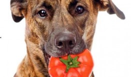 娱乐吃瓜菌狗狗视频大全,趣味视频大全集锦