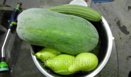 吃瓜网在线热门大瓜,热门大瓜背后的惊人真相