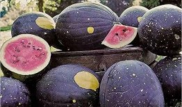 黑网料吃瓜网接回家,揭秘网络世界的神秘接回家事件