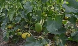 芜湖吃瓜网,揭秘本地热门事件，带你领略芜湖风土人情