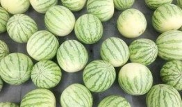 吃瓜网真实,吃瓜网带你直击明星幕后真相