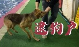 娱乐吃瓜酱柯基,柯基萌宠“娱乐吃瓜酱”的趣味生活大盘点