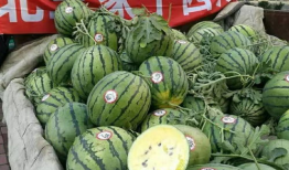 康县网红吃瓜店子