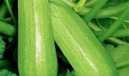 吃瓜都用什么网,各大平台瓜源大比拼